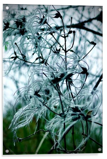 Natures Winter feathers Acrylic by Colin Richards