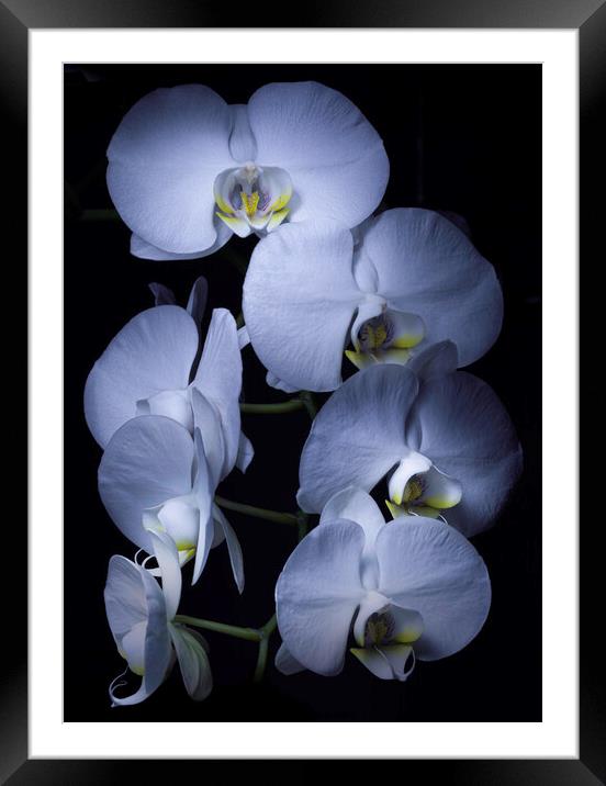 White Orchids Framed Mounted Print by Kevin Ford