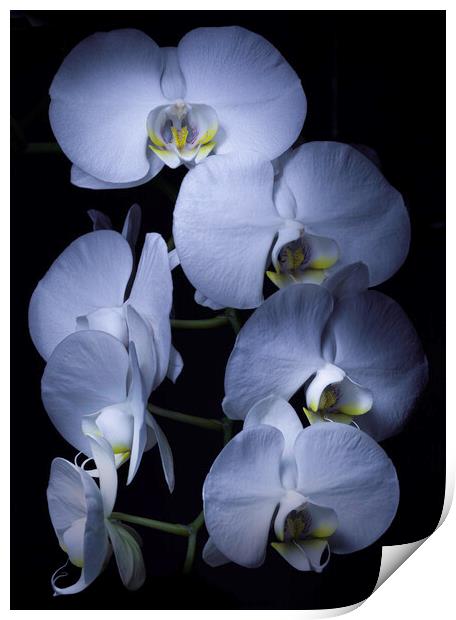 White Orchids Print by Kevin Ford