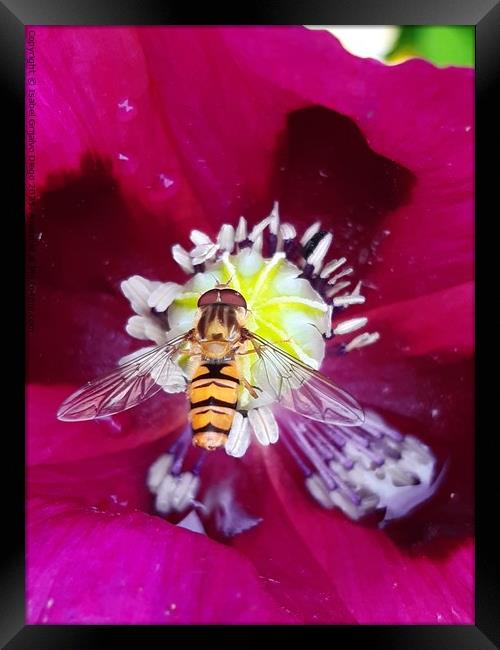 Hover fly enjoying the sun Framed Print by Isabel Grijalvo Diego