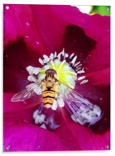 Hover fly enjoying the sun Acrylic by Isabel Grijalvo Diego