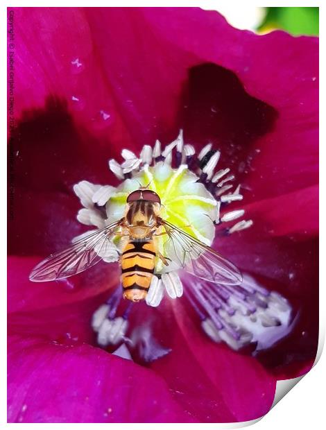 Hover fly enjoying the sun Print by Isabel Grijalvo Diego