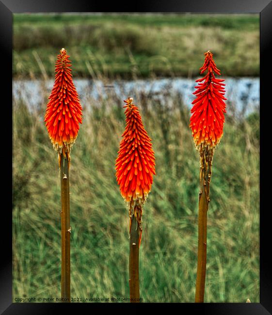 Red Hot Poker plant (Kniphofia uvaria) growing in the wild  Framed Print by Peter Bolton