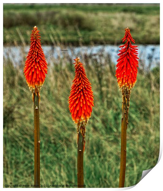 Red Hot Poker plant (Kniphofia uvaria) growing in the wild  Print by Peter Bolton