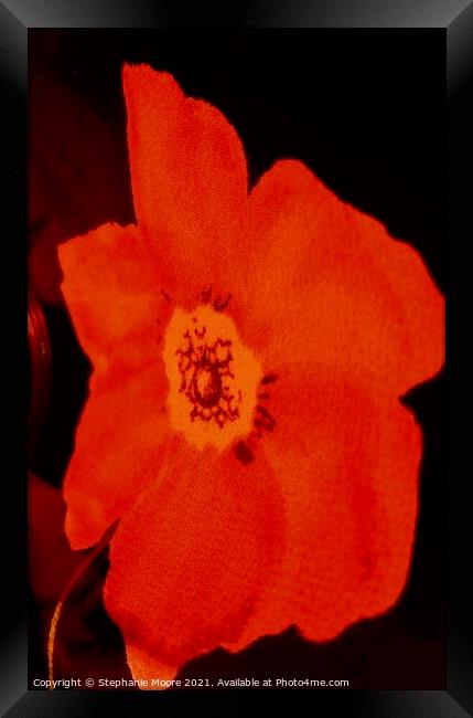 Red Poppy Framed Print by Stephanie Moore