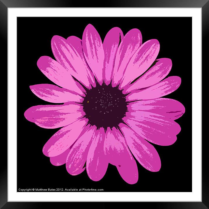 African Daisy 2 Framed Mounted Print by Matthew Bates