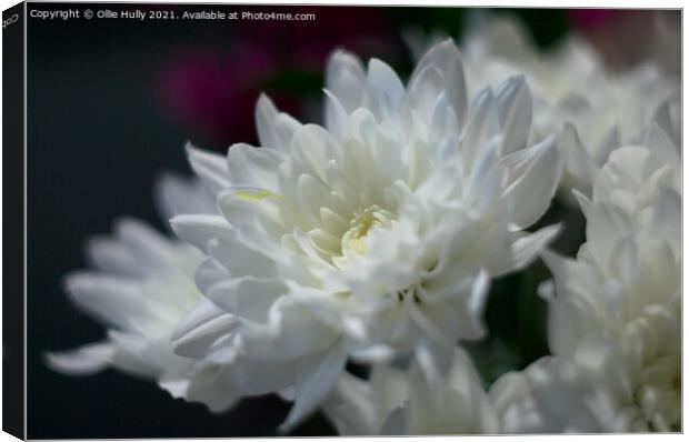White chrysanthemum flower Canvas Print by Ollie Hully