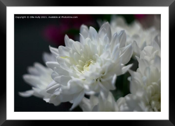 White chrysanthemum flower Framed Mounted Print by Ollie Hully