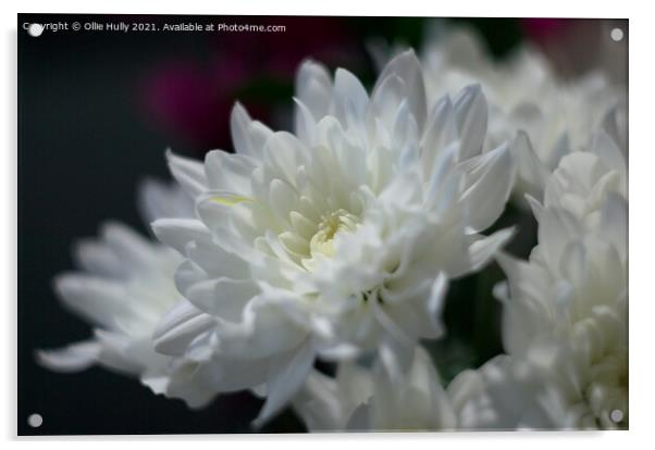 White chrysanthemum flower Acrylic by Ollie Hully