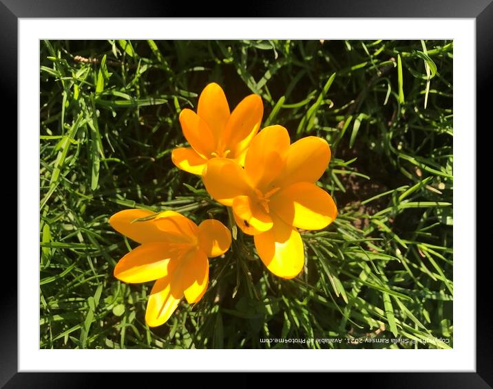 Yellow crocus Framed Mounted Print by Sheila Ramsey