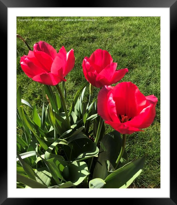Three red tulips Framed Mounted Print by Sheila Ramsey
