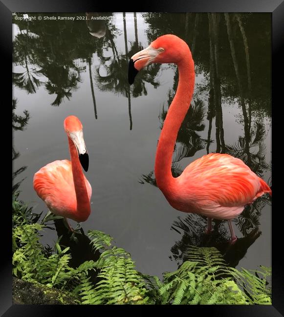 Pretty flamingos Framed Print by Sheila Ramsey