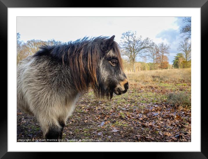 Shetland Pony Framed Mounted Print by Graham Prentice