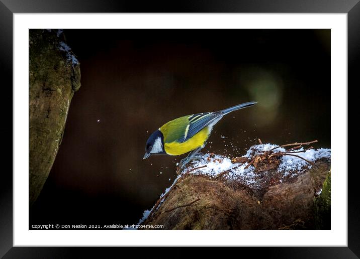 Winters Enchanting Blue Tit Framed Mounted Print by Don Nealon