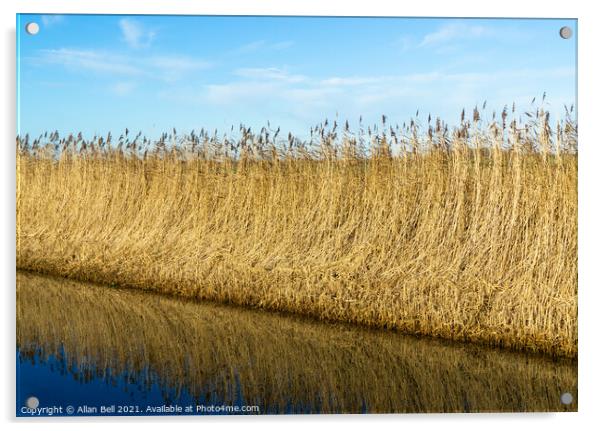 Reeds by Drainage Dyke Acrylic by Allan Bell