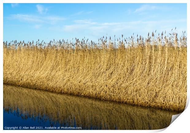 Reeds by Drainage Dyke Print by Allan Bell