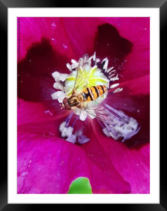 Hover fly and poppy 2 Framed Mounted Print by Isabel Grijalvo Diego