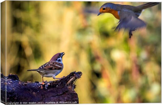 Surprised Sparrow Witnesses Robins Emergency Landi Canvas Print by Don Nealon
