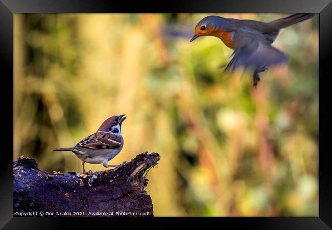 Surprised Sparrow Witnesses Robins Emergency Landi Framed Print by Don Nealon