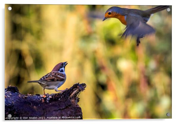 Surprised Sparrow Witnesses Robins Emergency Landi Acrylic by Don Nealon