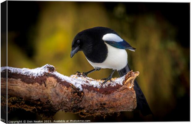 Mournful Magpie Perched in Nature Canvas Print by Don Nealon