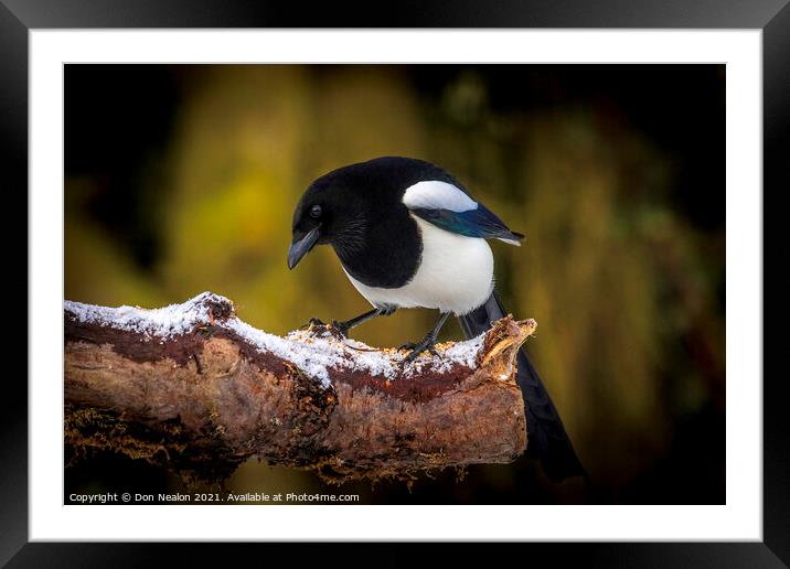 Mournful Magpie Perched in Nature Framed Mounted Print by Don Nealon