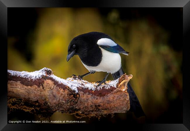 Mournful Magpie Perched in Nature Framed Print by Don Nealon