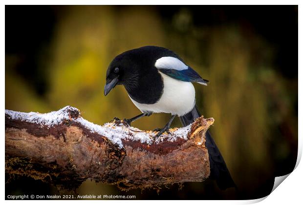 Mournful Magpie Perched in Nature Print by Don Nealon