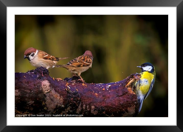 Feathered Friends Feast Framed Mounted Print by Don Nealon