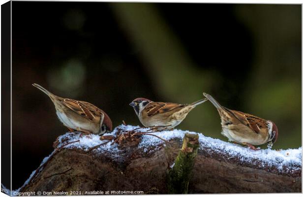 Three sparrows Canvas Print by Don Nealon