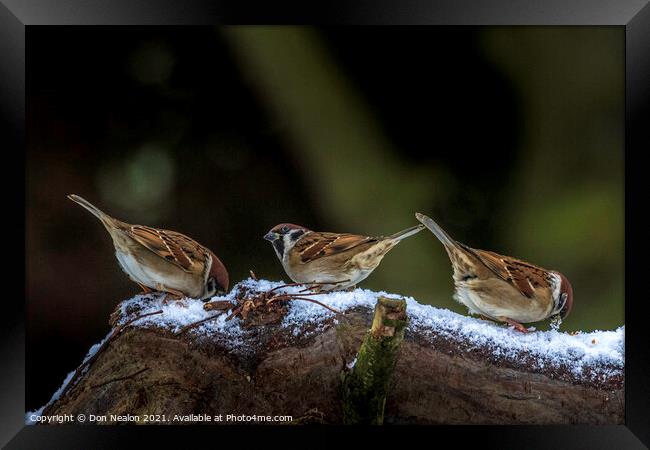 Three sparrows Framed Print by Don Nealon