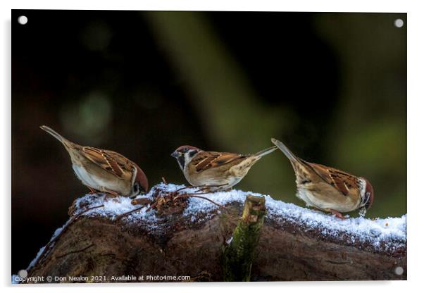Three sparrows Acrylic by Don Nealon