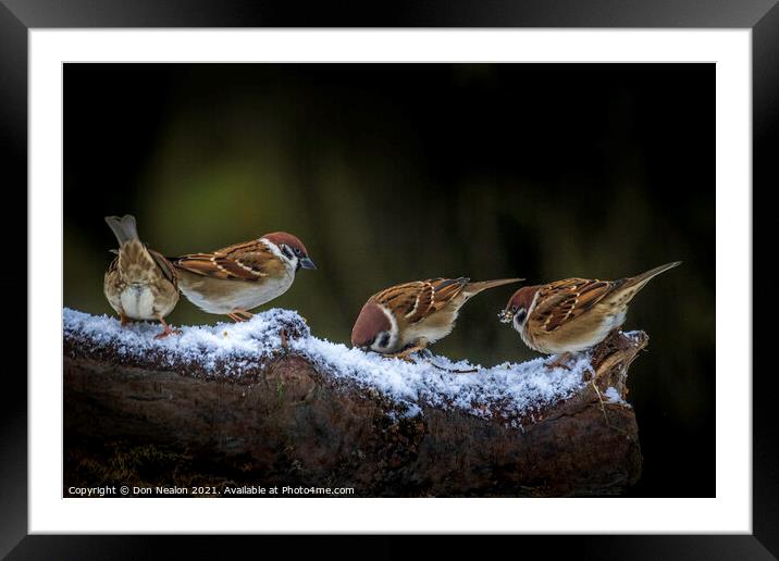 A collection of sparrows Framed Mounted Print by Don Nealon