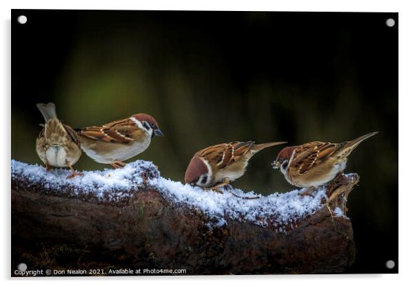 A collection of sparrows Acrylic by Don Nealon