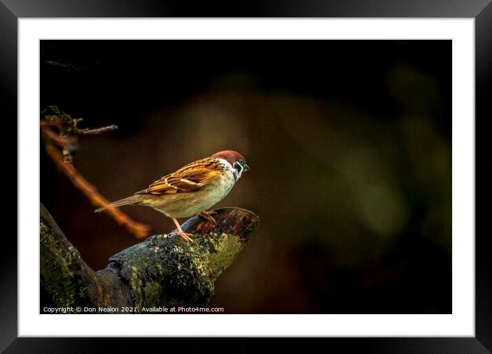 Lone tree sparrow Framed Mounted Print by Don Nealon