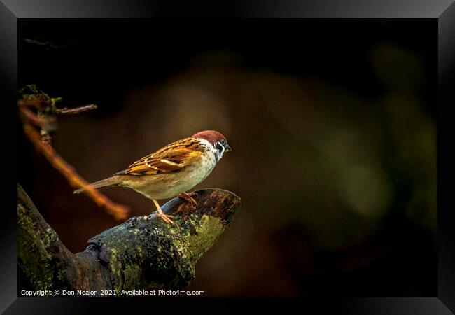 Lone tree sparrow Framed Print by Don Nealon