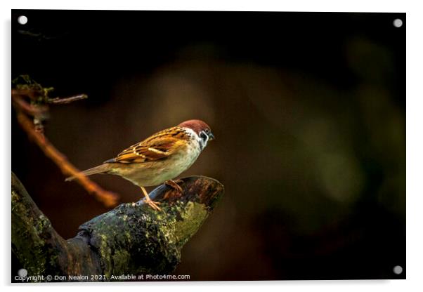 Lone tree sparrow Acrylic by Don Nealon