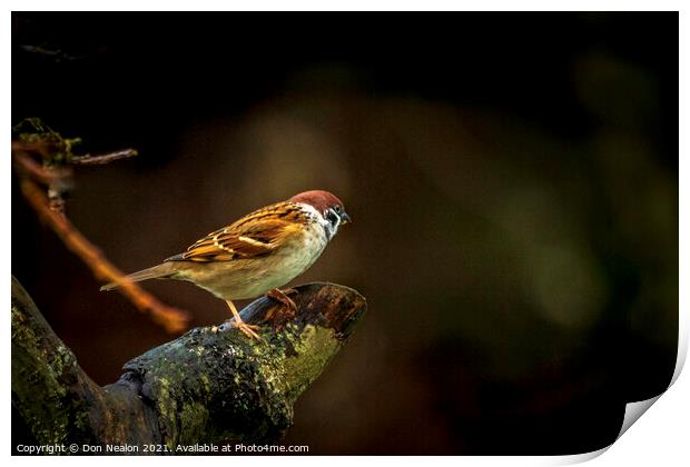 Lone tree sparrow Print by Don Nealon