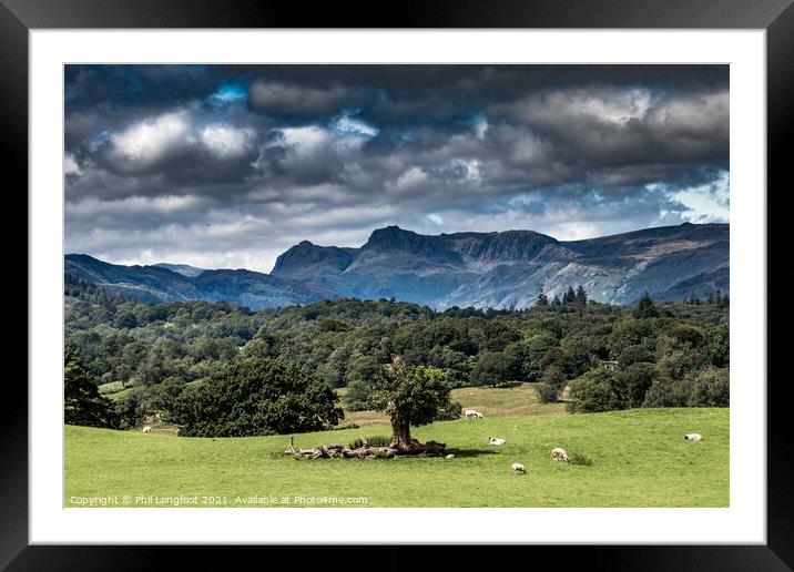 The fields and mountains near Windermere South Lakes.  Framed Mounted Print by Phil Longfoot