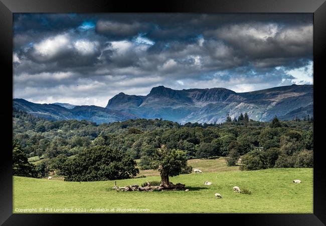 The fields and mountains near Windermere South Lakes.  Framed Print by Phil Longfoot