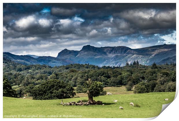 The fields and mountains near Windermere South Lakes.  Print by Phil Longfoot