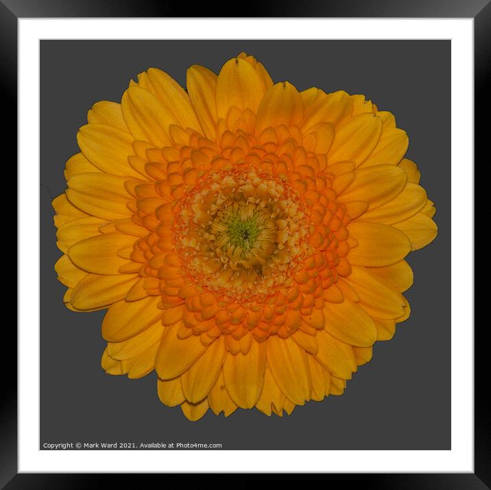 Sunshine Flower Framed Mounted Print by Mark Ward