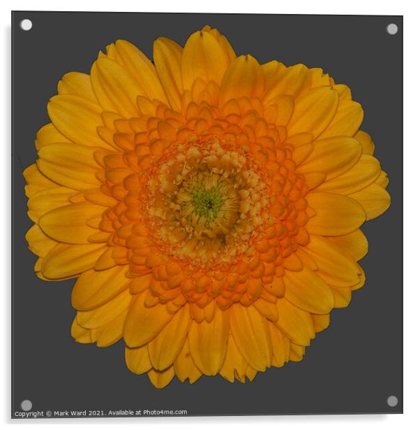 Sunshine Flower Acrylic by Mark Ward