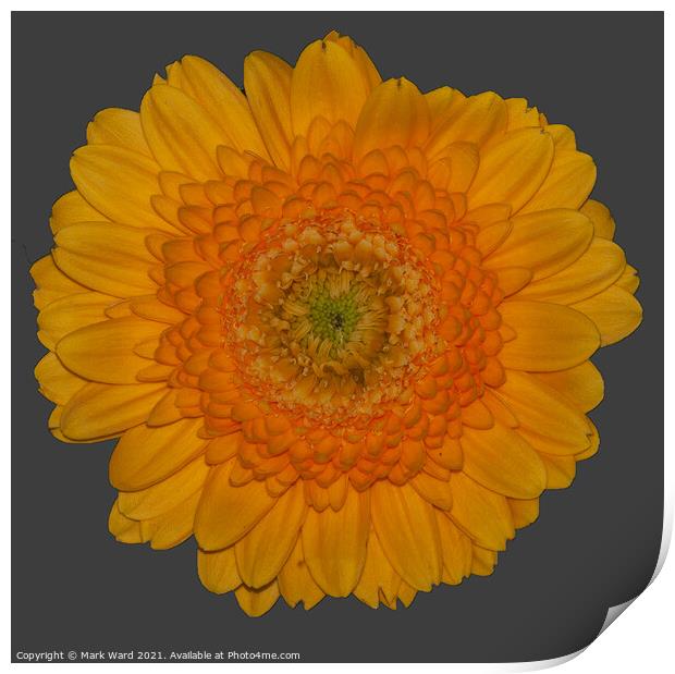 Sunshine Flower Print by Mark Ward