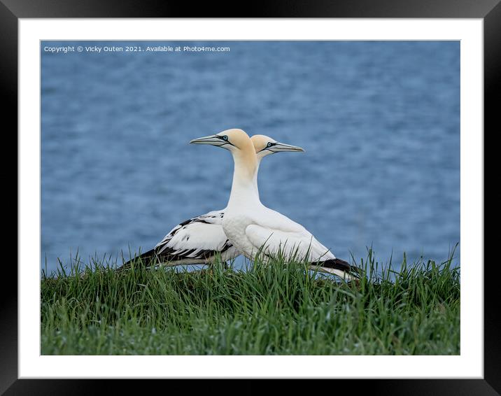 Gannets passing one another  Framed Mounted Print by Vicky Outen