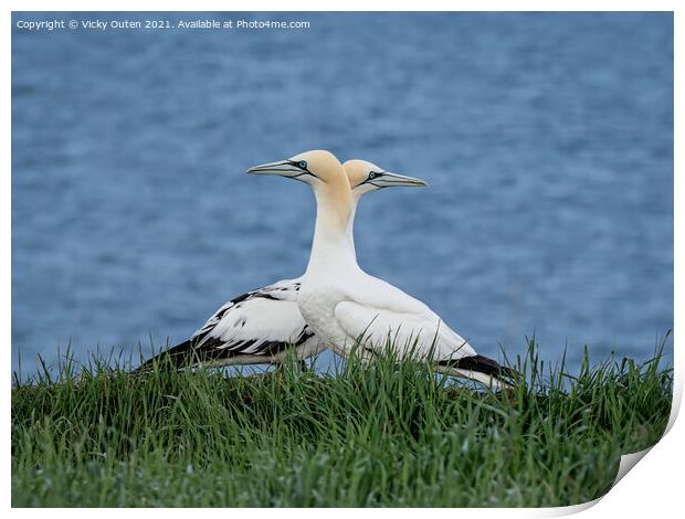 Gannets passing one another  Print by Vicky Outen