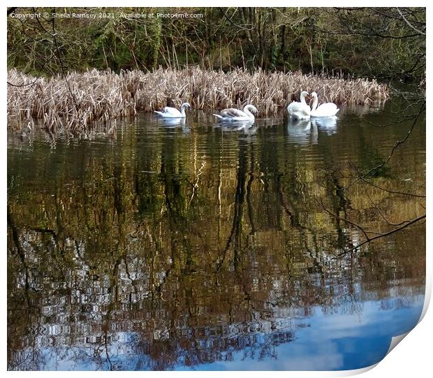 Swan lake Print by Sheila Ramsey