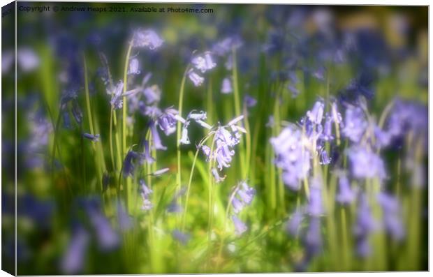 Woodland bluebells Canvas Print by Andrew Heaps