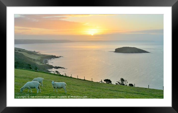Sheep, Sunrise & Looe Island. Framed Mounted Print by Neil Mottershead