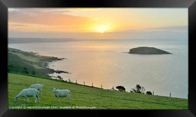 Sheep, Sunrise & Looe Island. Framed Print by Neil Mottershead